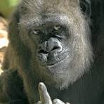 大猴子對你比中指，你怎麼辦？ : r/ape
